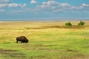 Badland Prints: Lone bison is grazing on the green grass in the yellow grasslands of South Dakota