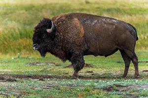Powerful Prints: Lone bison, powerful to look at, is licking his mouth and nose after eating some grass