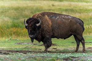 Powerful Prints: Lone bison, powerful to look at, is looking down before grazing
