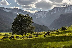 Steve Mohlenkamp Prints: A lone deer grazes in the security of Rocky Mountain National Park in the Colorado Rocky