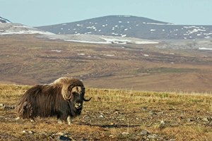 Tundra Prints: Lone musk ox bull on the arctic tundra of the Seward Peninsula, Alaska