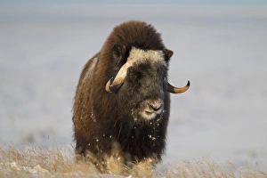 Anwr Prints: A lone muskox bull browses on sedges on the arctic tundra, ANWR, Alaska