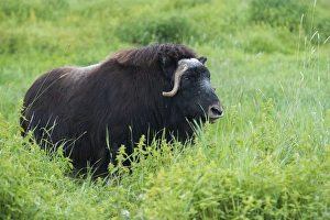 Curved Prints: A lone muskox standing in thick, tall, green grass