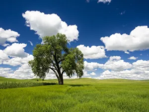Palouse Prints: Lone old oak tree in wheat field