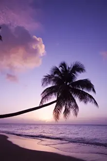 Images Dated 7th December 2006: Lone palm tree at sunset, Coconut Grove beach at Cades Bay