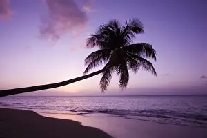 Nevis Prints: Lone palm tree at sunset, Coconut Grove beach at Cades Bay