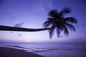 Images Dated 7th December 2006: Lone palm tree at sunset, Coconut Grove beach at Cades Bay