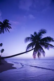 Images Dated 7th December 2006: Lone palm tree at sunset, Coconut Grove beach at Cades Bay