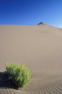 Images Dated 25th August 2005: A lone sagebrush sits at the base of a dune at Bruneau Dunes State Park. Owyhee County