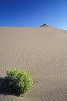 Solitary Prints: A lone sagebrush sits at the base of a dune at Bruneau Dunes State Park. Owyhee County