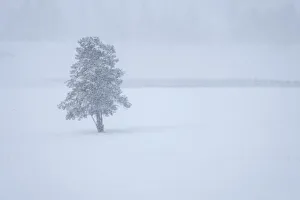 Lone Tree Prints: Lone tree