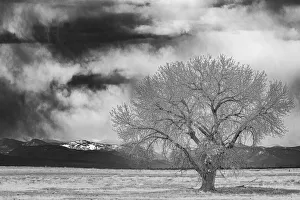 Lone tree