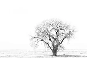 Images Dated 12th May 2022: Lone tree