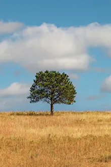 Lone Tree Prints: Lone tree, autumn, fall