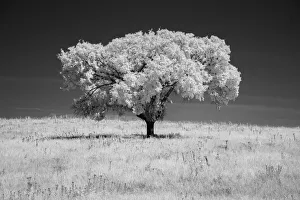 Kansas Prints: Lone tree in black and white Infrared