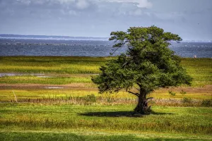 Tybee Island Prints: Lone Tree in Coastal Marshland