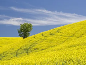 Lone Tree Prints: Lone tree in a field of blooming canola