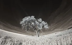 Fertility Prints: Lone tree in field of harvested wheat