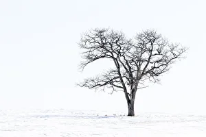 Images Dated 26th February 2016: Lone tree in field of snow, Hokkaido, Japan