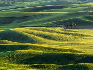 Landscape Prints: Lone tree in fields of wheat, peas and barley