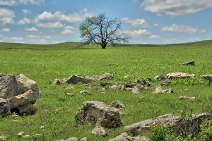 Kansas Prints: Lone tree in the Flint Hills of Kansas