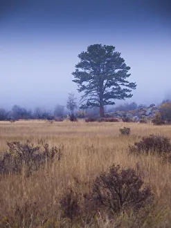 Lone Tree Prints: Lone Tree in Foggy Field, Rocky Mountain National Park, Colorado, USA