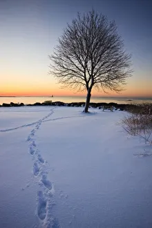 Horizon Over Land Prints: Lone tree in fresh snow at New Castle Common at sunrise. New Castle, New Hampshire, USA