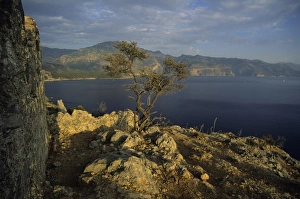 Images Dated 25th June 2007: Lone tree grows out of rocky ancient ruins on Gemilar Island, Turquoise Coast, Turkey