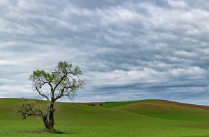 Lone Tree Prints: Lone tree in lentil field near Steptoe, Washington State, USA