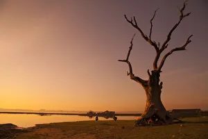 Lone Tree Prints: Lone tree in Myanmar