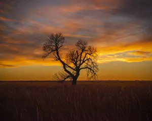 Lone tree at Quivira Game Refuge, Kansas