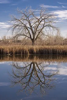 Bare Prints: Lone tree reflection