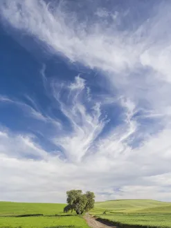Lone Tree Prints: Lone tree on rural dirt road with wheat crops and spectacular clouds