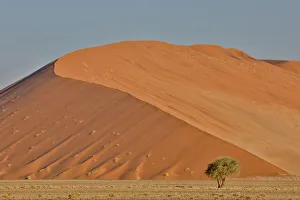 Images Dated 1st July 2017: Lone tree and tall sand dune, Sossusvlei Namibia