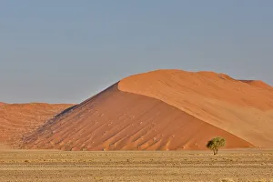 Images Dated 1st July 2017: Lone tree and tall sand dune, Sossusvlei, Namibia