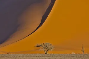 Images Dated 1st July 2017: Lone tree and tall sand dune, Sossusvlei, Namibia