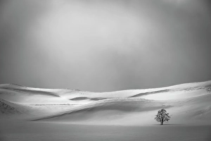 New Images March 2024 Part 1 Prints: Lone tree in Yellowstone's Hayden Valley in winter