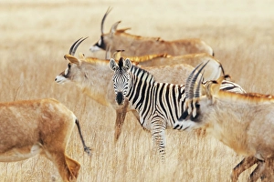 Migration Prints: Lone zebra travels with a herd of roan antelope in southern Africa