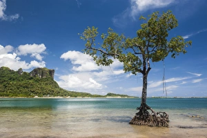 Lonely Prints: Lonely mangrove tree standing in the water before Sokehs rock, Pohnpei, Micronesia