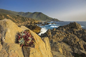 Foam Prints: Lonely rock plant. Garrapata State Beach, Big Sur, California Pacific Coast. US