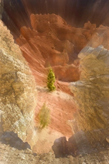Bryce Prints: Lonely tree. Bryce Canyon National Park. Utah. US