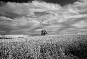 Images Dated 2022: Lonely tree in the Kansas Flint Hills