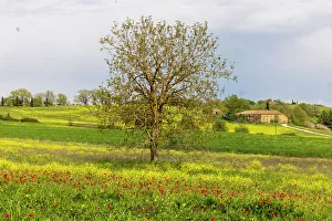 Images Dated 2022 August: Lonely tree. Tuscan meadow with a farm