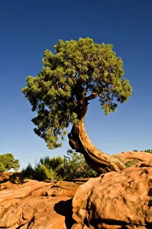 Images Dated 24th February 2009: Lonesome Cedar, Deadhorse Point State Park, Utah