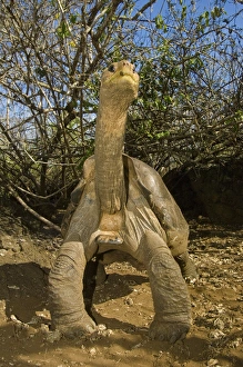 lonesome george giant galapagos tortoise