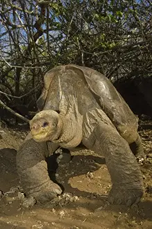 Lonesome George Giant Galapagos Tortoise (Geochelone elephantopus abingdoni)