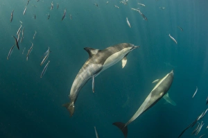 Long-beaked common dolphin (Delphinus capensis), Feeding in Sardine run, (Sardinops sagax)