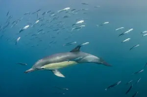 Long-beaked common dolphin (Delphinus capensis) feeding in Sardine run, (Sardinops sagax)