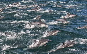 Mammals Prints: Long-beaked common dolphins, Sea of Cortez, Baja California, Mexico