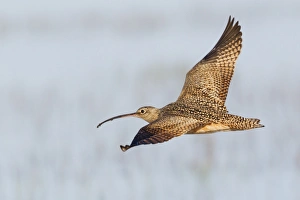 Fauna Prints: Long-billed Curlew